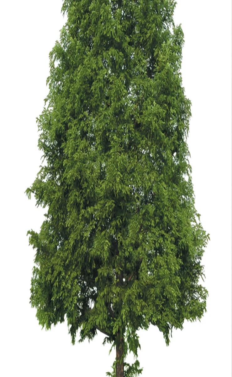 2er Set Schiebegardine Flächenvorhang Wildseide Optik und Voile Paneel 80400