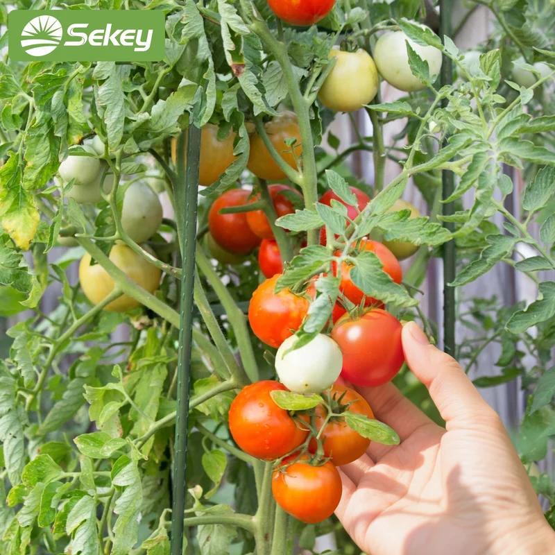 Sekey Tomaten Rankhilfe – Pflanzenstütze aus kunststoffbeschichtetem Stahl, rostfrei, Rankstab für Tomaten, Gurken, Bohnen & Blumen, verschiedene Größen 60cm / 75cm / 90cm / 120cm / 145cm Rankstäbe, Grün