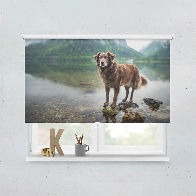 Springrollo Motiv "Hund am Bergsee"