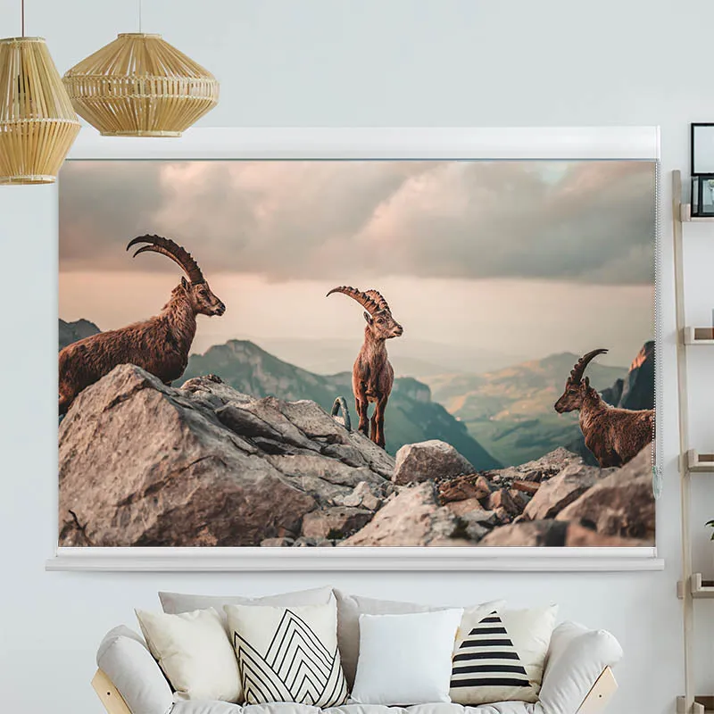 Kassettenrollo Motiv "Steinboecke in den Schweizer Alpen" | bis B 420 x H 420 cm