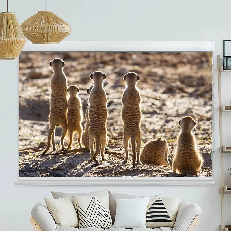 Kassettenrollo Motiv "Erdmaennchen" | bis B 420 x H 420 cm