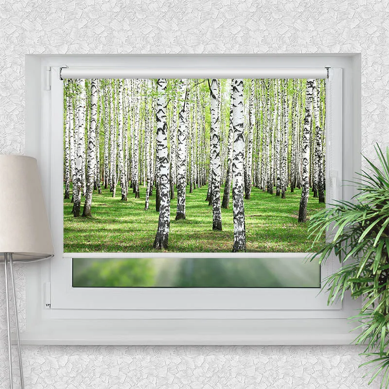 Klemmfix Rollo "Birkenwald" | Motiv-Klemmrollo