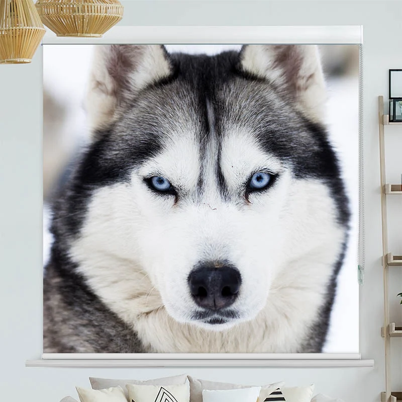 Kassettenrollo Motiv "Husky" | bis B 420 x H 420 cm