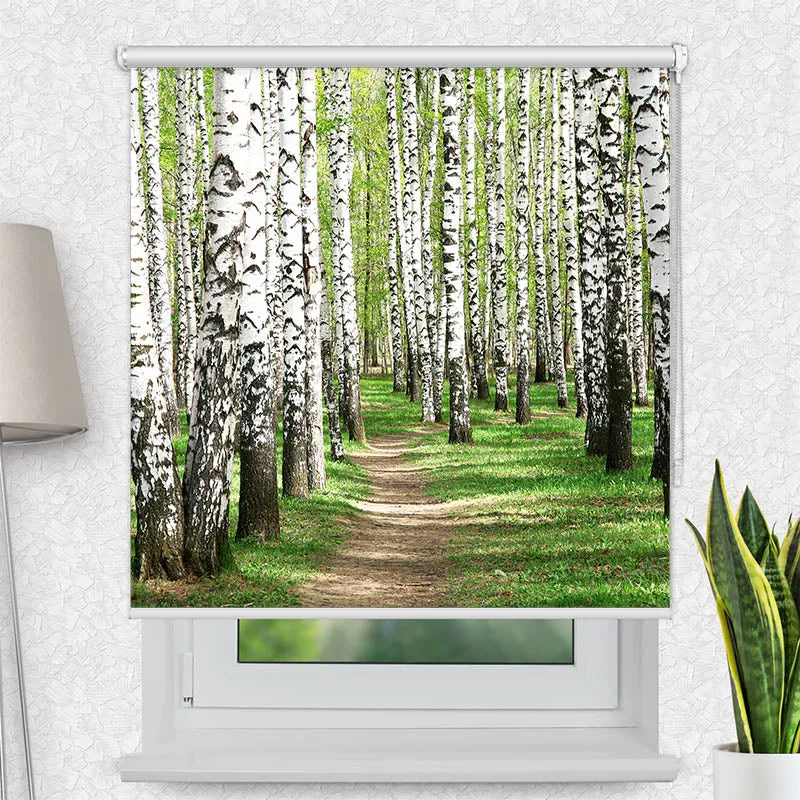 Motivrollo 'Birkenwald Weg' | Bis B 430 x H 440 cm