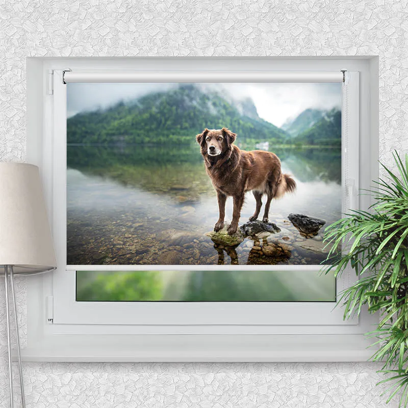 Klemmfix Rollo "Hund am Bergsee" | Motiv-Klemmrollo