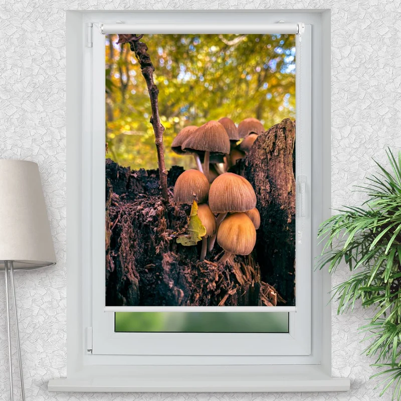 Klemmfix Rollo "Pilze Wald Baumstumpf" | Motiv-Klemmrollo