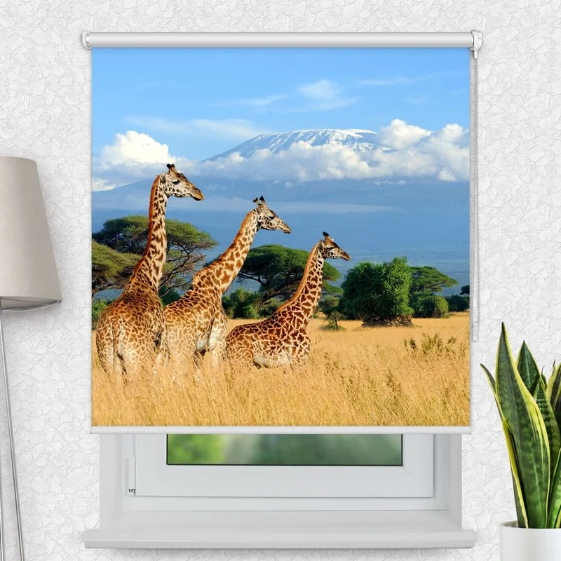 Motivrollo 'Giraffen Am Kilimandscharo' | Bis B 430 x H 440 cm