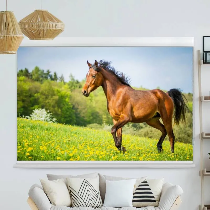 Kassettenrollo Motiv "Pferd Gruene Wiese" | bis B 420 x H 420 cm