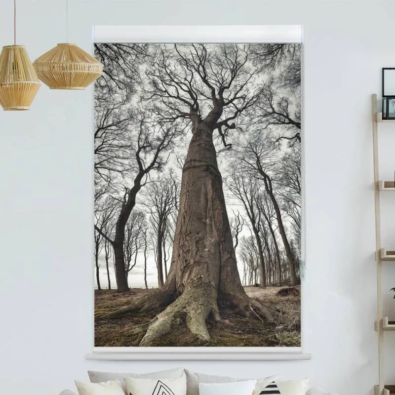 Kassettenrollo Motiv "Grosse Alte Buche" | bis B 420 x H 420 cm