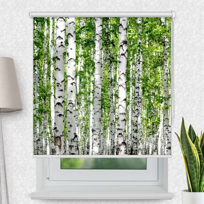 Motivrollo 'Birkenstaemme Wald' | Bis B 430 x H 440 cm