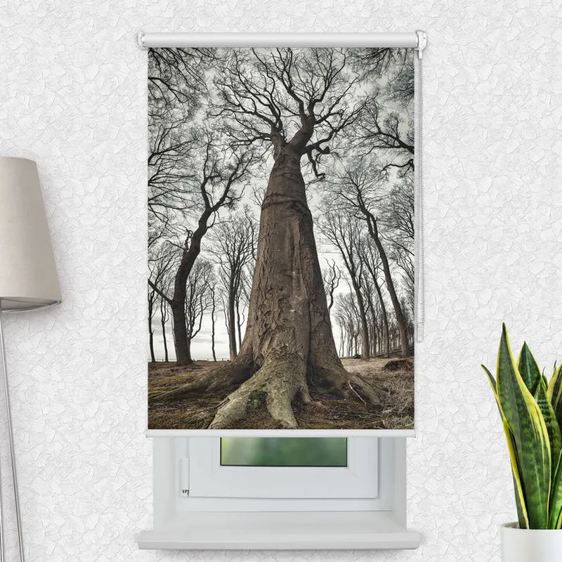 Motivrollo 'Grosse Alte Buche' | Bis B 430 x H 440 cm